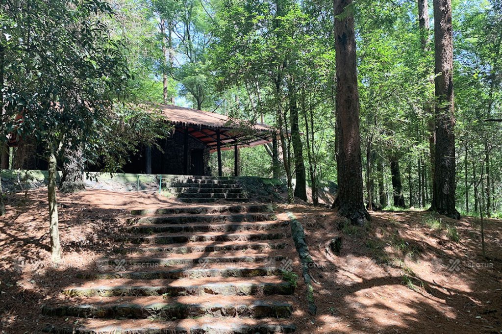Bosque de Tlalpan