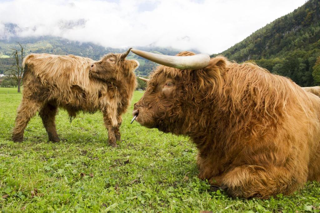 vacas highland Escocia carne