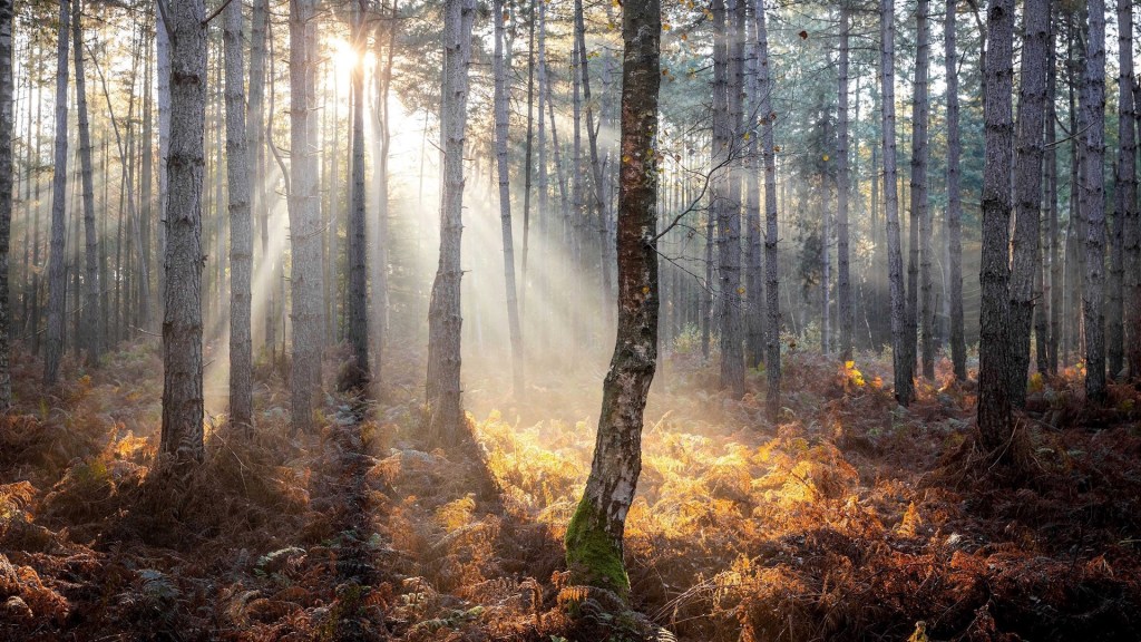 Imagen de archivo de un bosque. Foto de EFE/ EPA/ Jeffrey Groeneweg.